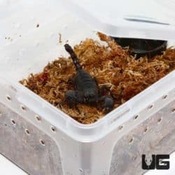 Adult Invertebrate Habitat