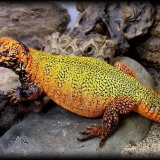 “Lemon Limes” CBB Moroccan Uromastyx