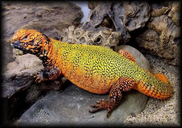 “Lemon Limes” CBB Moroccan Uromastyx