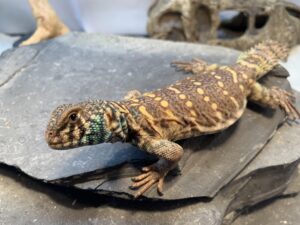 CBB Proven Breeder Ornate Uromastyx