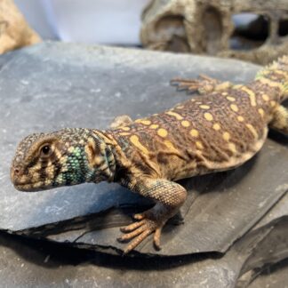 CBB Proven Breeder Ornate Uromastyx