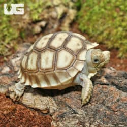 Baby Sulcata Tortoise