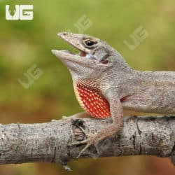 Brown Anole