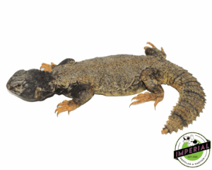 Dispar Golden Uromastyx