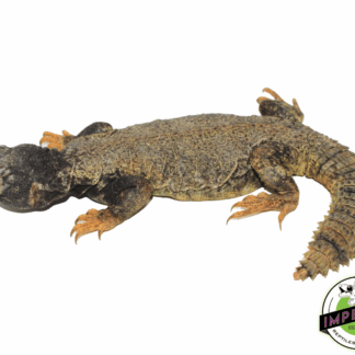 Dispar Golden Uromastyx