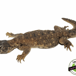 Egyptian Uromastyx