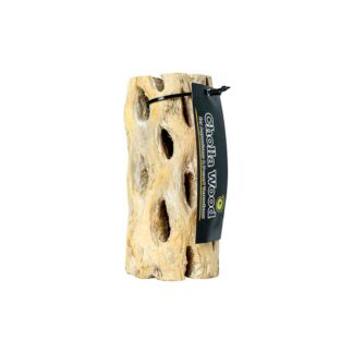 Are Uromastyx Good Beginner Lizards?