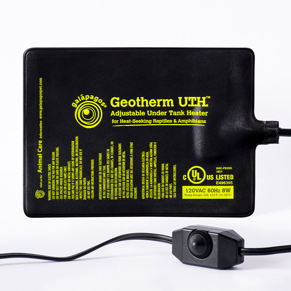 Are Uromastyx Friendly Pets?