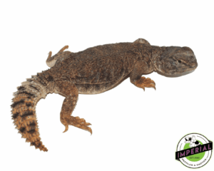 Golden Dispar Uromastyx Juvi