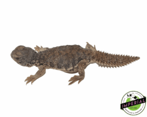 Moroccan Uromastyx Baby