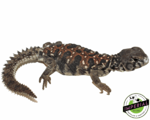 Ocellated Uromastyx Baby