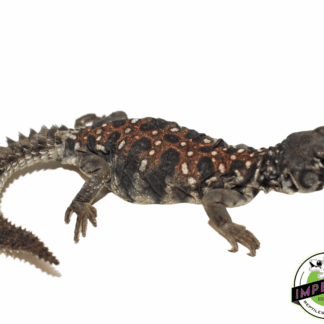 Ocellated Uromastyx Baby