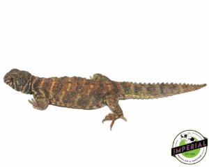 Ornate Uromastyx Adult
