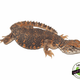 Red Nigerian Uromastyx Baby