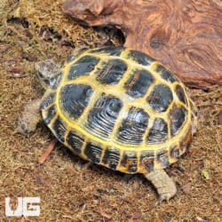 Russian Tortoise
