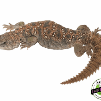 Sudanese Uromastyx