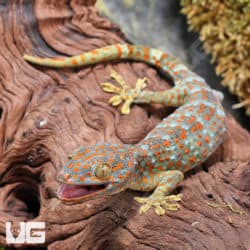Tokay Gecko