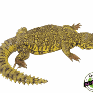 Do Uromastyx Need Water?