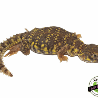 How to Pronounce Uromastyx