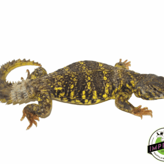 Yellow Nigerian Uromastyx Juvenile