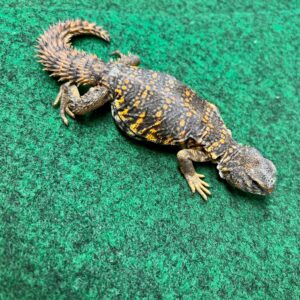 Red Niger Captive Friendly Uromastyx