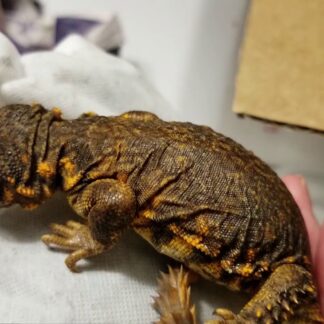 Uromastyx Geyri Juvenile (Hatched 9/2025)