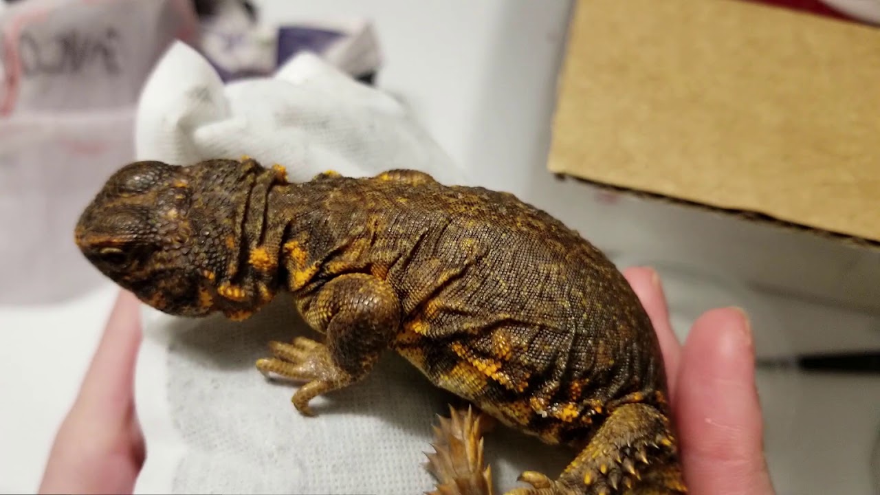 Uromastyx Geyri Juvenile (Hatched 9/2025)