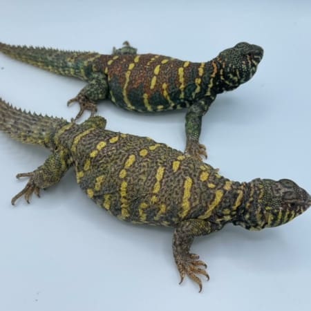 Yellow Niger Uromastyx Pair (Geyri)