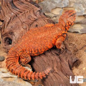 RED Uromastyx