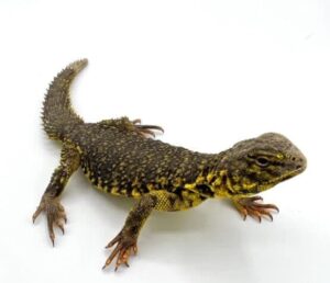 Yellow Niger Uromastyx