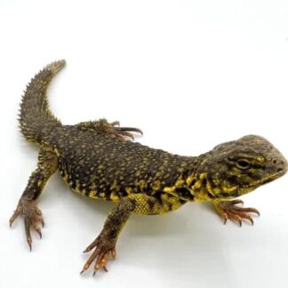 Yellow Niger Uromastyx
